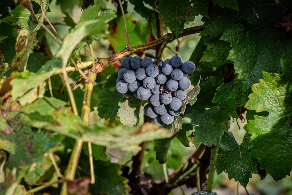 Domaine Bourgelat
